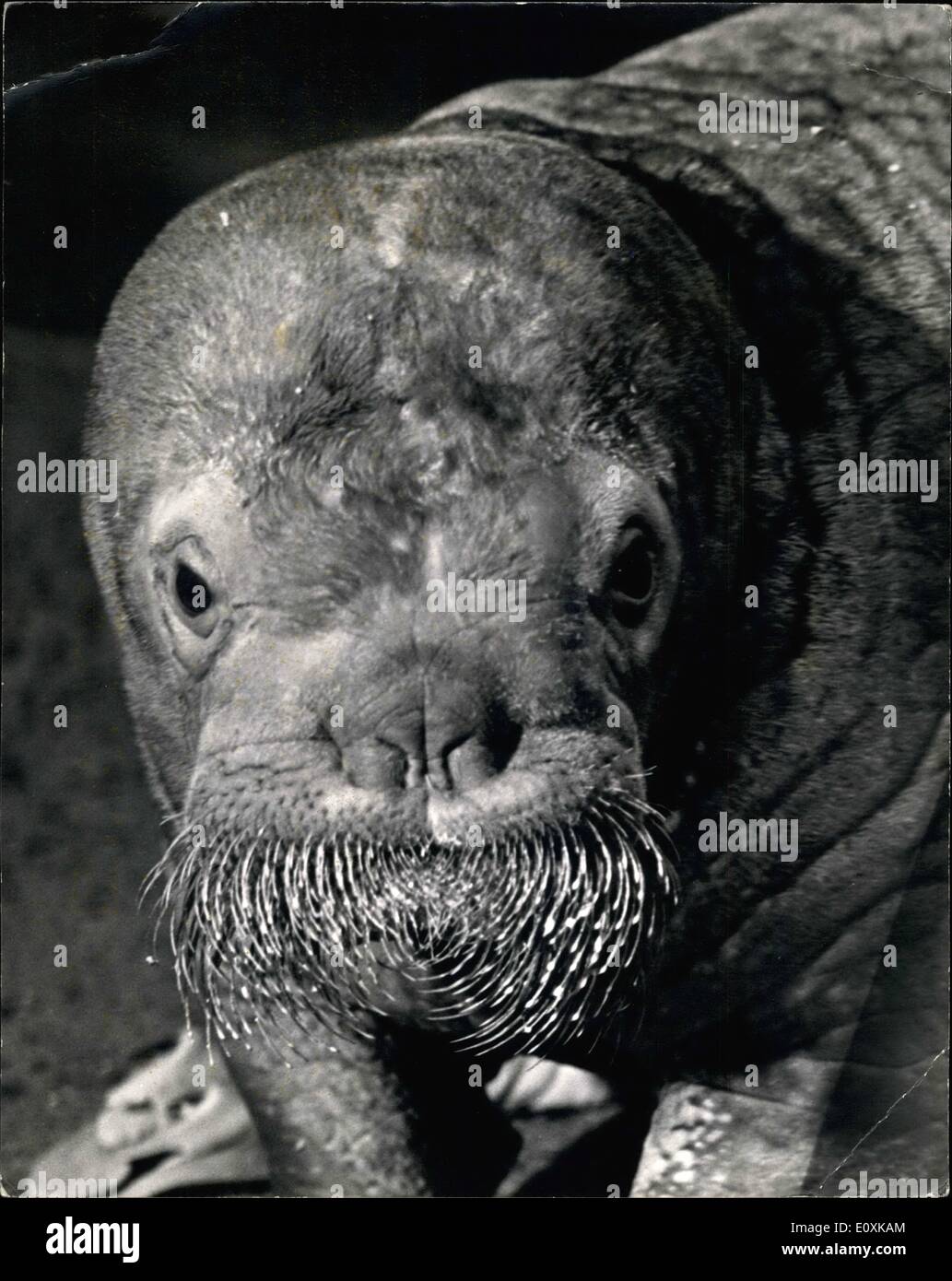 Mar. 03, 1967 - ''Alice'' the 145-lbs, Walrus makes her first appearance at the London Zoo: This lady weighs 145 lbs. and her name is Alice. She was flown in from Amsterdam on Dec. 29th, 1966. and today this 3 1/2 month-old Welrus made her first appearance at the London Zoo. Alice lives on a special diet of herrings, milk and vitamins to keep her waistline in trim, while nothing has been spared to make her feel at home in the Pavillion until her new home is ready for her. Photo shows Alice with her soulful eyes and whiskers makes her debut at the London Zoo today. Stock Photo