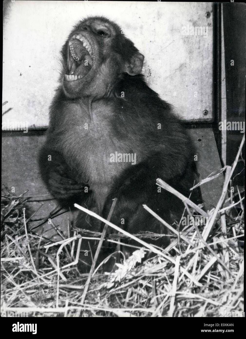 Mar. 03, 1967 - Bimbo the Monkey is captured - after 204 days.; Bimbo, the freedom-loving monkey was captured last night after 204 day on the run in a BOAC warehouse at London's Heathrow Airport. The chase ended when Bimbo was trapped in a ventilator shaft. She was taken in a net to the K.S.P.C.A. hostel at the airport, where she was given a meal of fruit, bread and milk, grain and vitamin syrup. Ever since Bimbo escaped from a cargo of monkeys she has defied traps. bait, tape recordings and other tricks designed to lure her down from the rafters in the warehouse Stock Photo