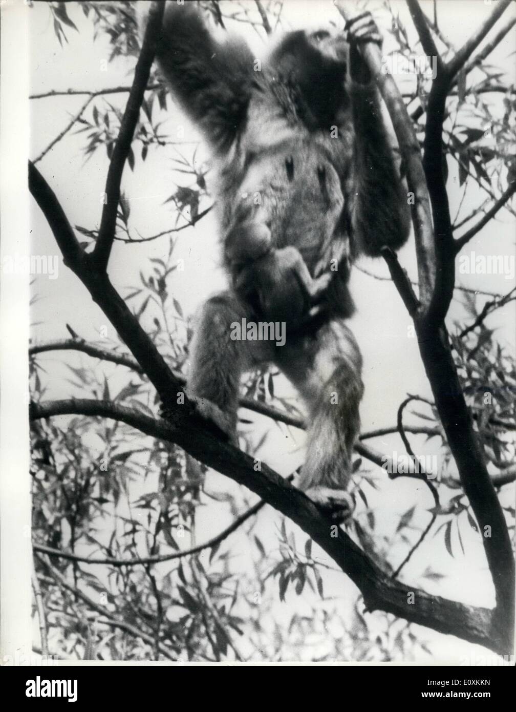May 05, 1967 - First Baby Gibbon Ape Ever To Be Born In Natural Surrounding In Britain.: The first baby Gibbon Ape ever to be born in natural surrounding in Britain, looks at the world this week from its birthplace, 60ft high in the trees of Paington Zoo, Devon. Officials are calling the ape Windy because they could not believe that its mother was pregnant and they thought she was suffering from gripe. The Zoo Manager, Mr; Brick Francis said: 'We are most excited and regard this as first in the zoological world Stock Photo