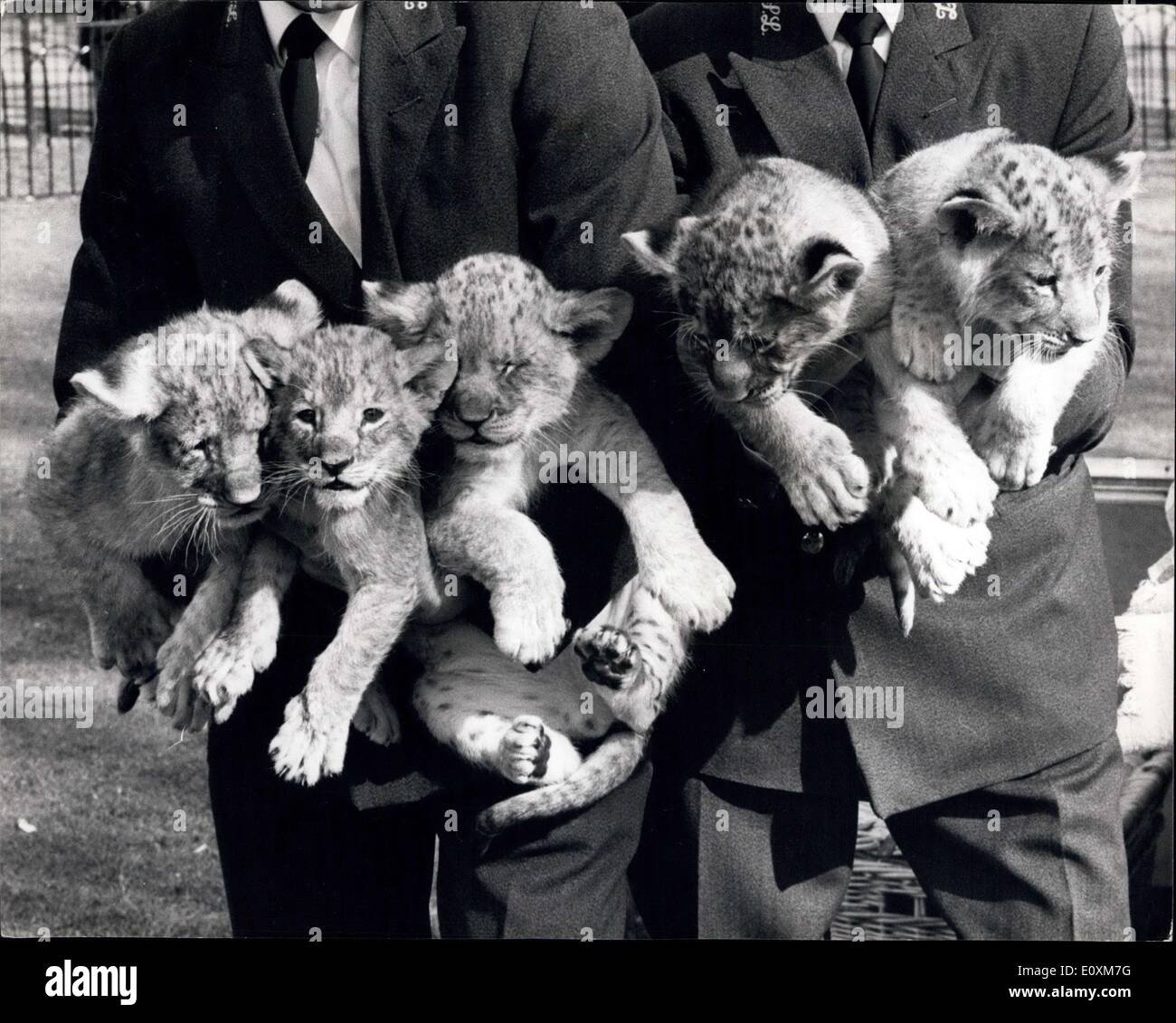Apr. 04, 1967 - Lion Cub Quins Pose at the Zoo.: The London Zoo's lion