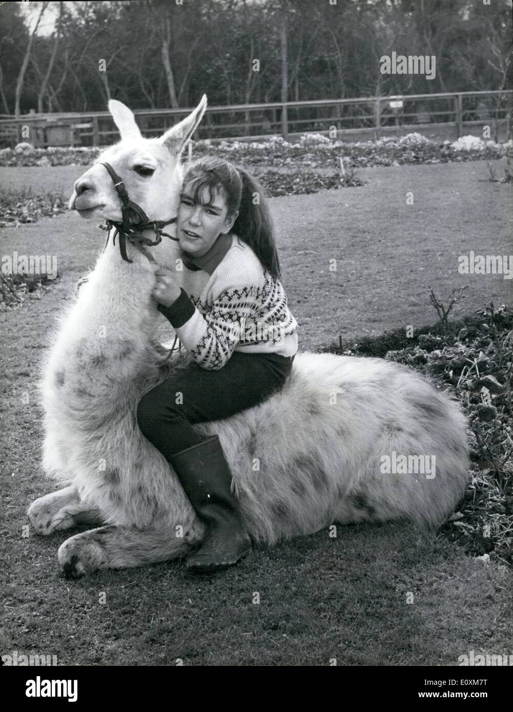 Apr. 04, 1967 - Julie takes a ride - on a Llama.: 13-year old Julie Cook would raise a few horsey eyebrows is he were to venture near the racing turf on this white charger, and she has already caused something of a scandal in the Llama compound at Flamingo Park Zoo, Yorkshire. For the fact is that Llamas just don't carry passengers - it's unheard of - and the other llamas were quite indignant about it when Julie rode her pet llama, Liberty, along their paddock the other day Stock Photo