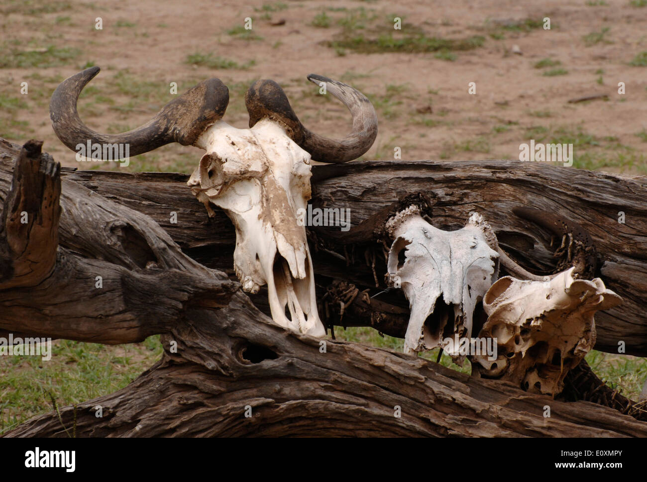 masai mara game reserve ranger station Stock Photo - Alamy