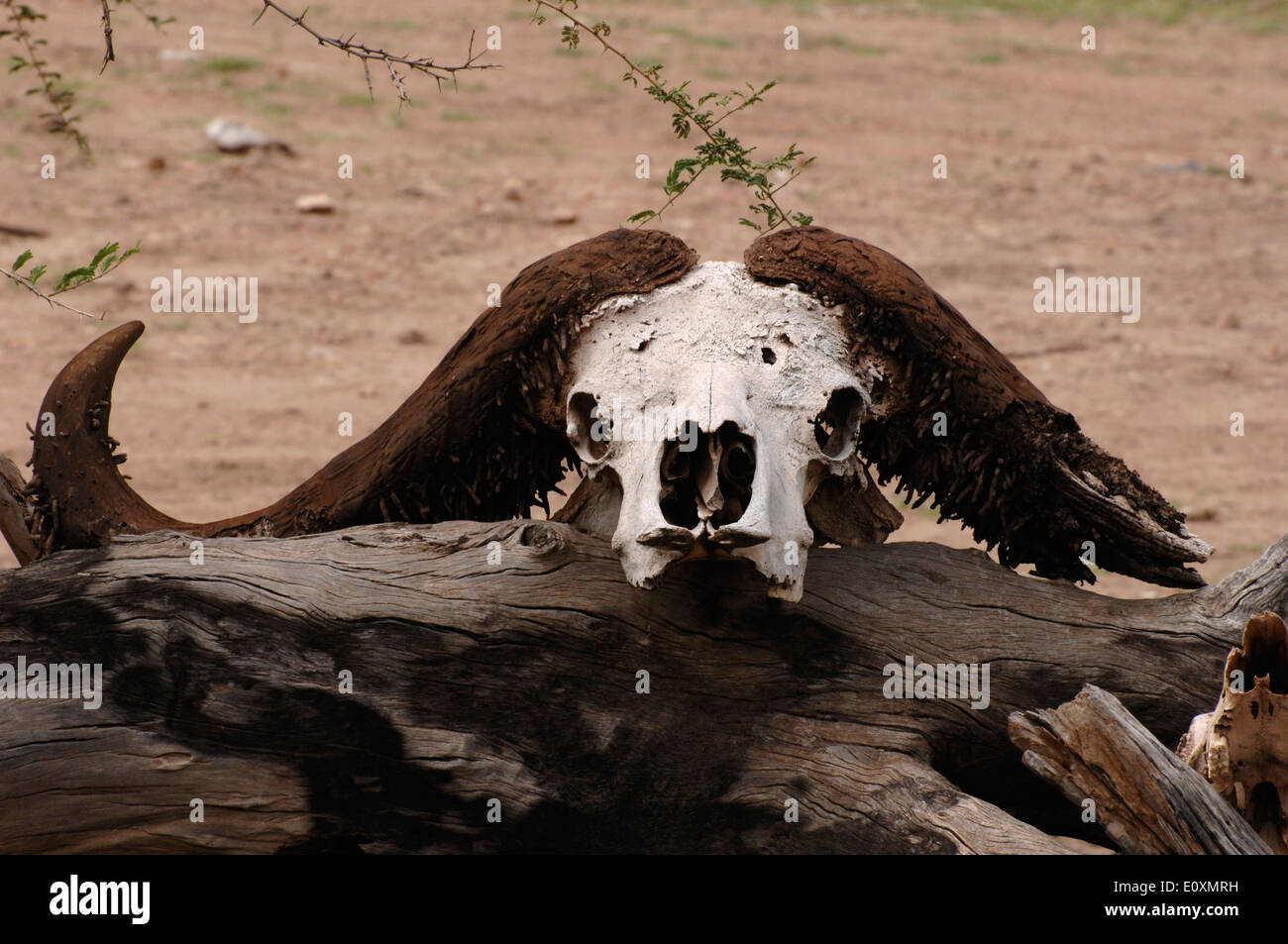 masai mara game reserve ranger station Stock Photo - Alamy