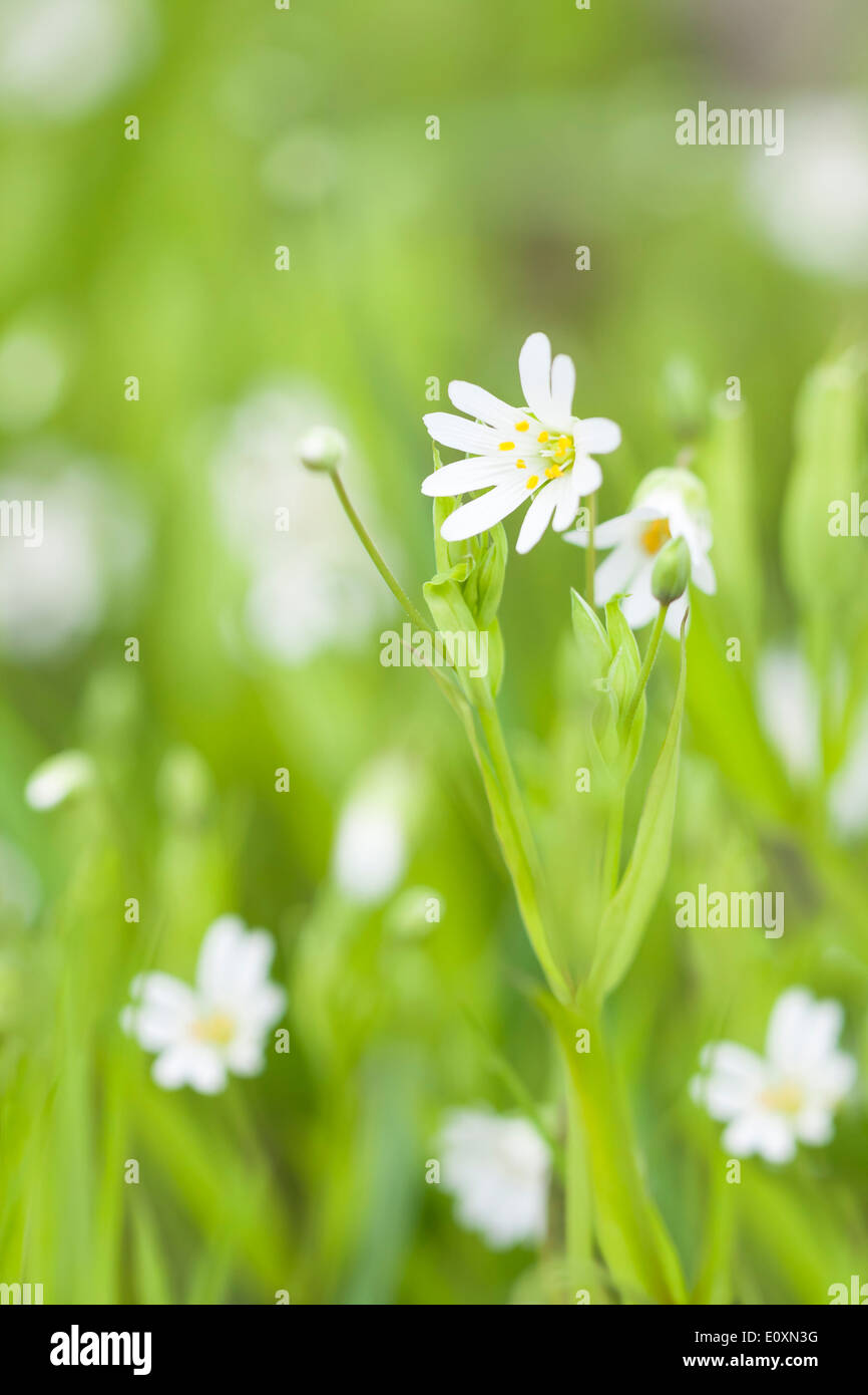 Close up of a small white flower blossom between green grass at spring Stock Photo