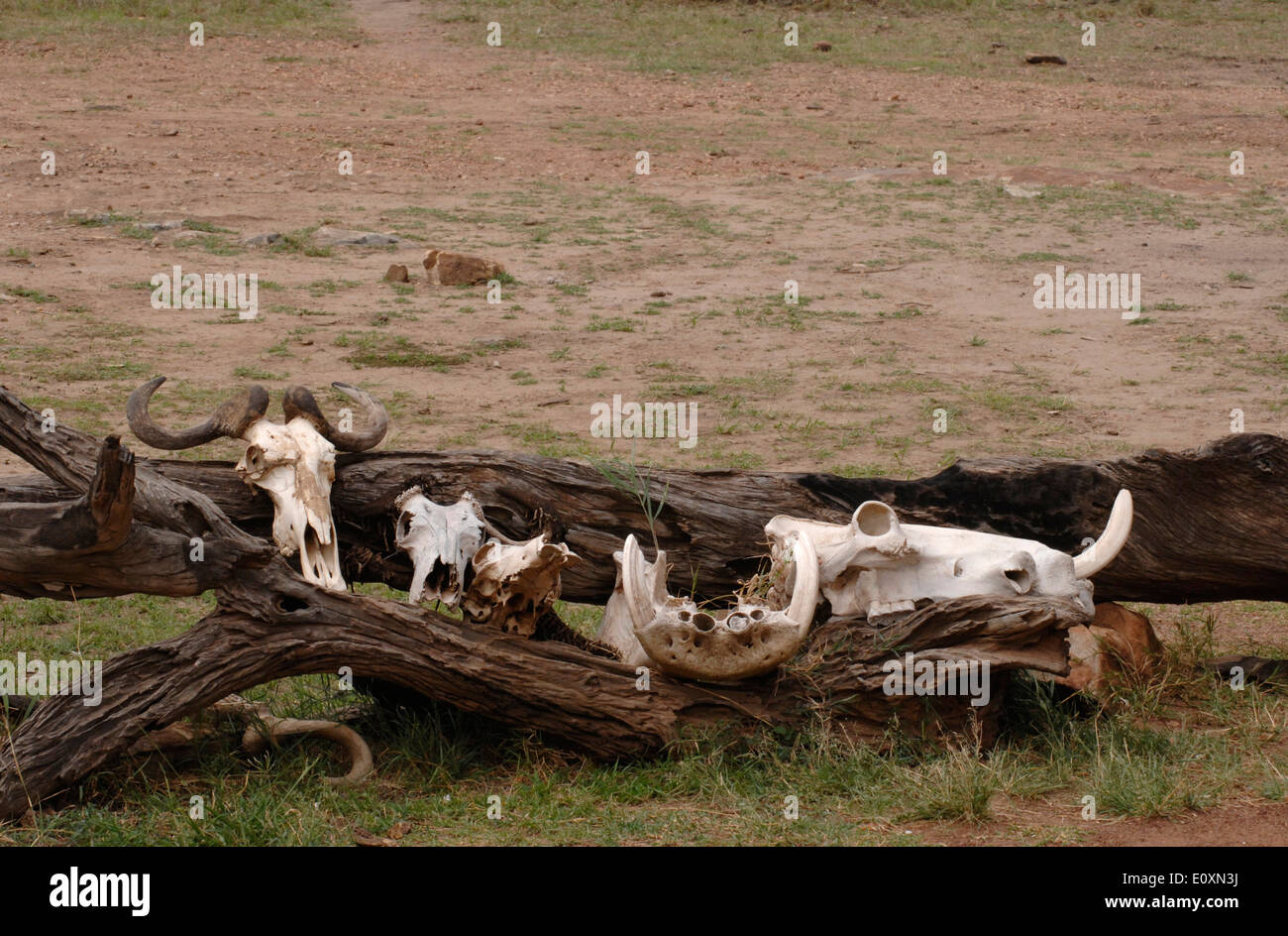 masai mara game reserve ranger station Stock Photo - Alamy