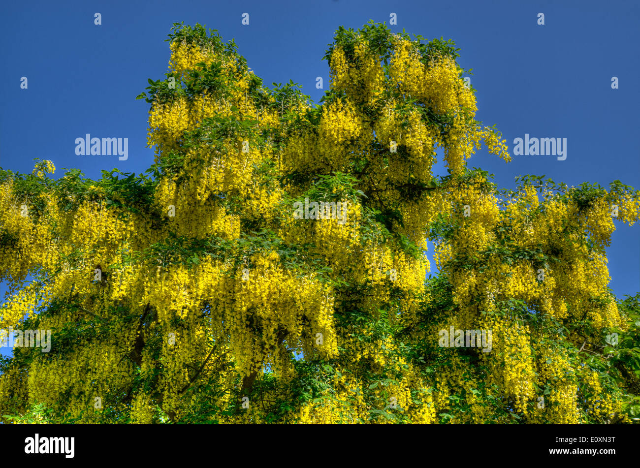 Yellow Laburnum flowers Stock Photo