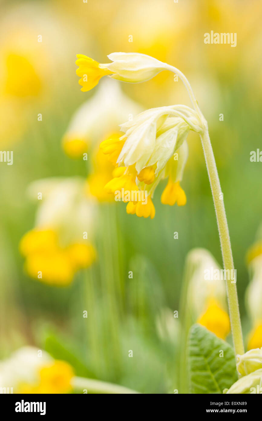 Yellow cowslip or primrose flower at spring Stock Photo