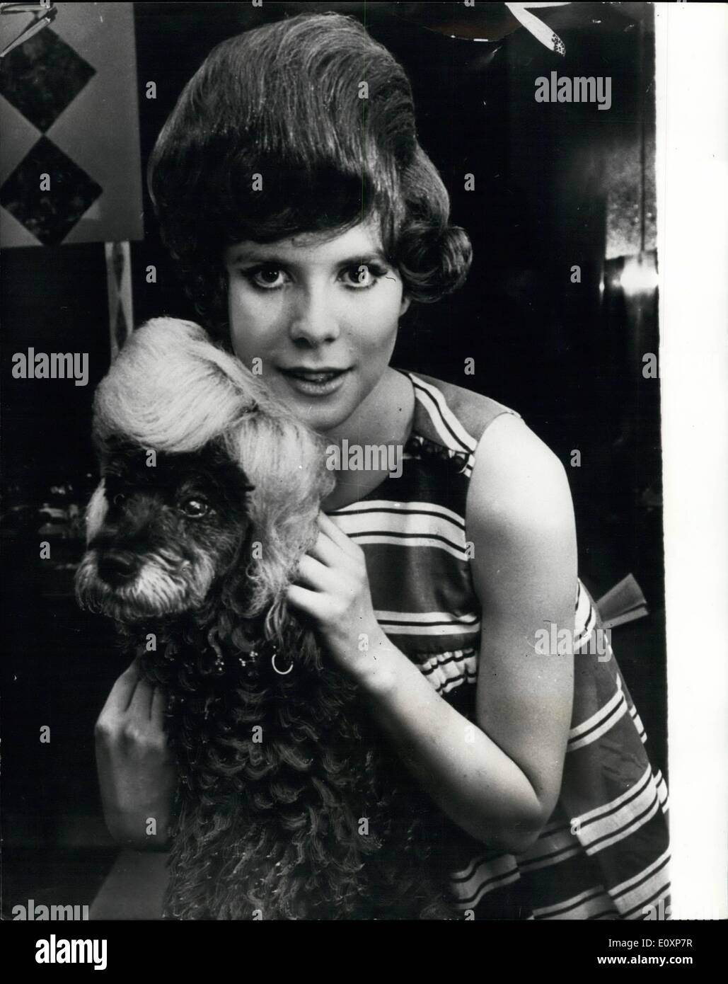Jul. 07, 1967 - A wig costs rather a lot even for a dog: Nothing, it seems is too good for a poodle. The wear jewelery have their toe-nails painted, and now they are patronizing a hairdressing salon in Knights bridge,London. For 2 guineas Raimondi Biagio will give a poodle a shampoo and set while its owner gets the same treatment in the next chair. For 8 guineas to 21 guineas, he will provide a poodle with a made to measure wig made from human hair. Orders for top knot wigs for poodles, fringes for a Yorkshire terriers, manes for barzeis are pouring in Mr. Biagio said Stock Photo