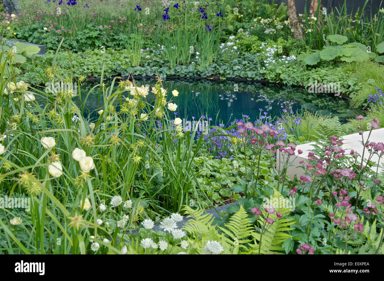 The mine crater pond and planting in the Gold Medal Winning garden 'No Man's Land: ABF The Soldiers' Charity Garden to mark the centenary of World War One', at RHS Chelsea Flower Show 2014, designed by Charlotte Rowe. Stock Photo