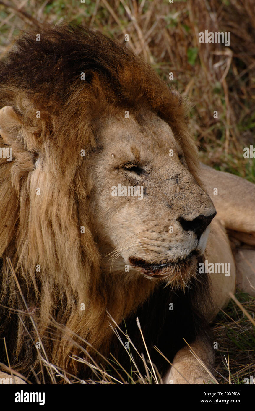 Male lion behaviour hi-res stock photography and images - Alamy