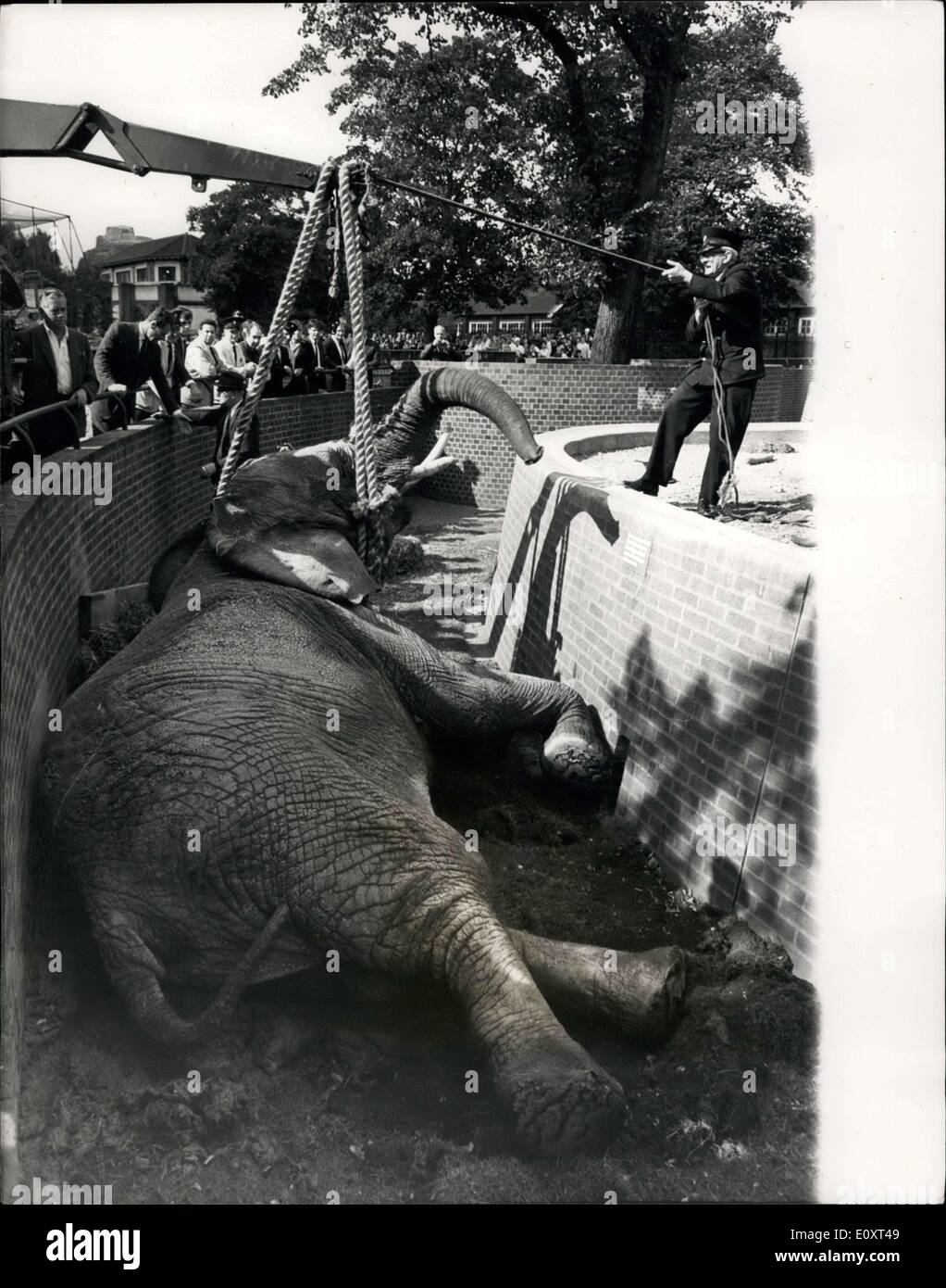 Sep. 07, 1967 - 7-9-67 Elephant dies at London Zoo. The African elephant, called Diksie, died yesterday at the London Zoo. She had been catching food thrown by spectators when another elephant tried to bump it out of the way. Diksie fell 5ft into the trench built in front of the elephant compound and could not get to its feet. It tried, but Diksie, aged 27, and the oldest of the Zoo's four elephants was helpless. Not even the Zoo's crane could lift the elephant. Diksie nearly pulled it over. A stronger crane was brought, but it was too late. Diksie died before she could be rescued Stock Photo
