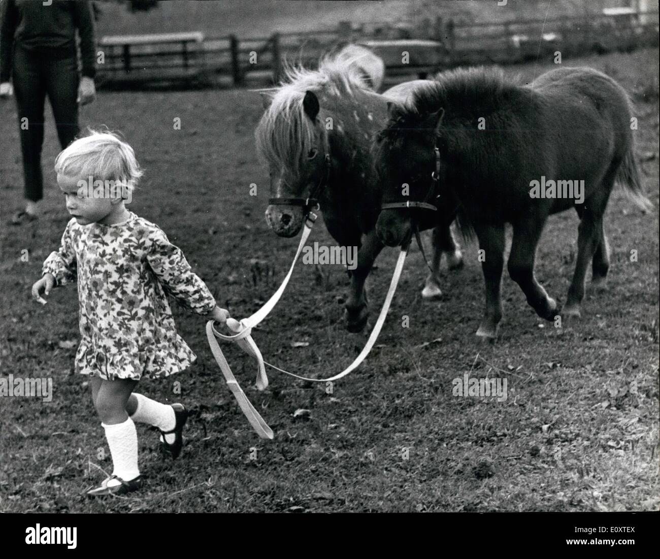Sep. 09, 1967 - Miiget horese for the horse of the year show: It is the very latest in atatus symbols tiny Falabella horses which stend only waist high. Originally bred in Argentions. the breed is new to England, Now, Mrs. Shirley Marler, of Weston Underwood, clney, Buckinghemahire, is breading them from three mares and a stallion at 400 a foal. Next week, two of the Falabella the world's ansllest horses, will be on parade for the first time at the Horse of the year show at Wembley, London. Keystone photo shows Mrs Stock Photo