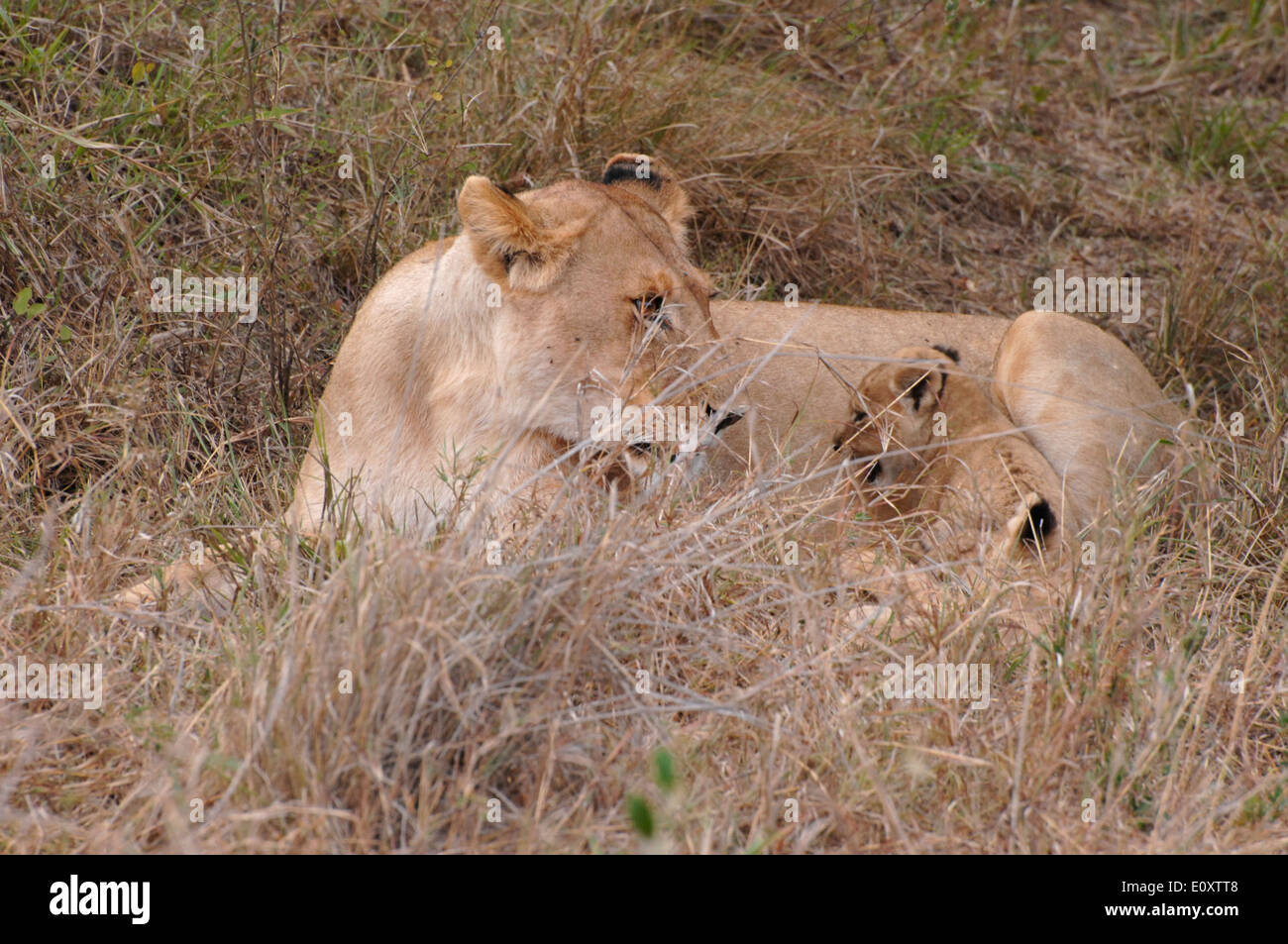 lioness and cub resting in scrub land Stock Photo