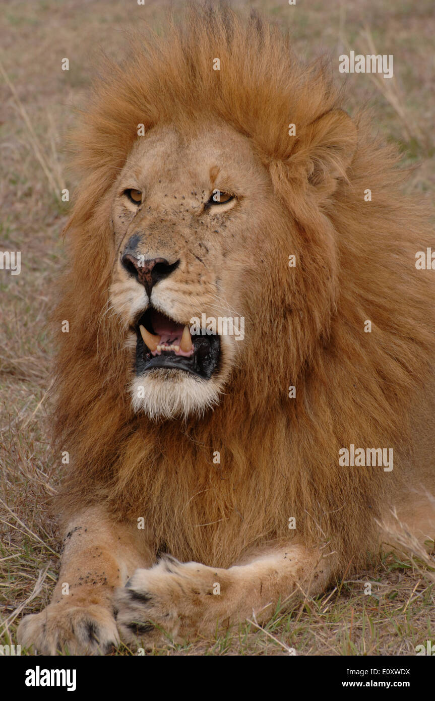 male lion resting on the maasai masai mara kenya Stock Photo - Alamy