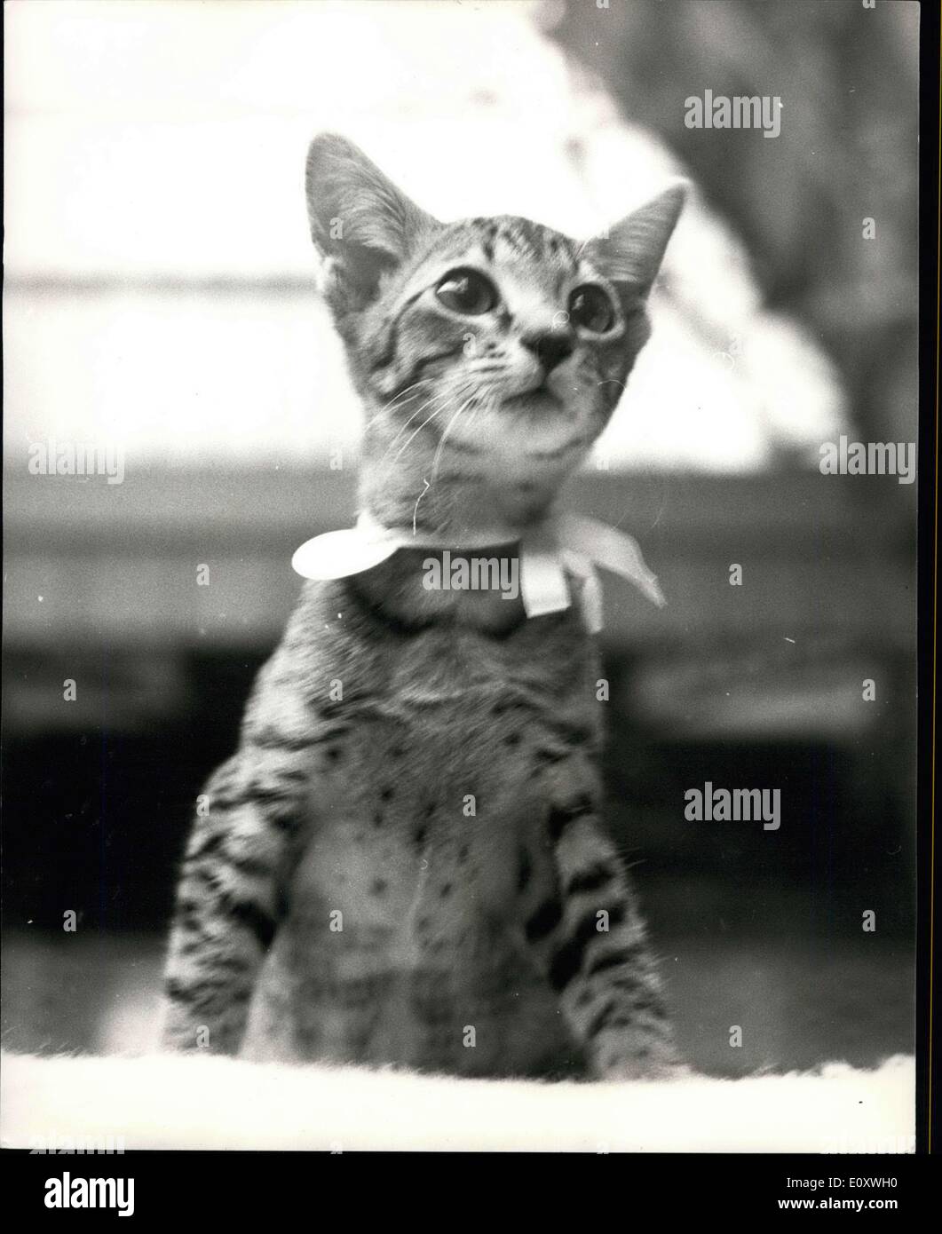 Dec. 16, 1967 - The National Cat Club Show at Olympia: Photo shows One of the entries at the show today was this new variety of Stock Photo