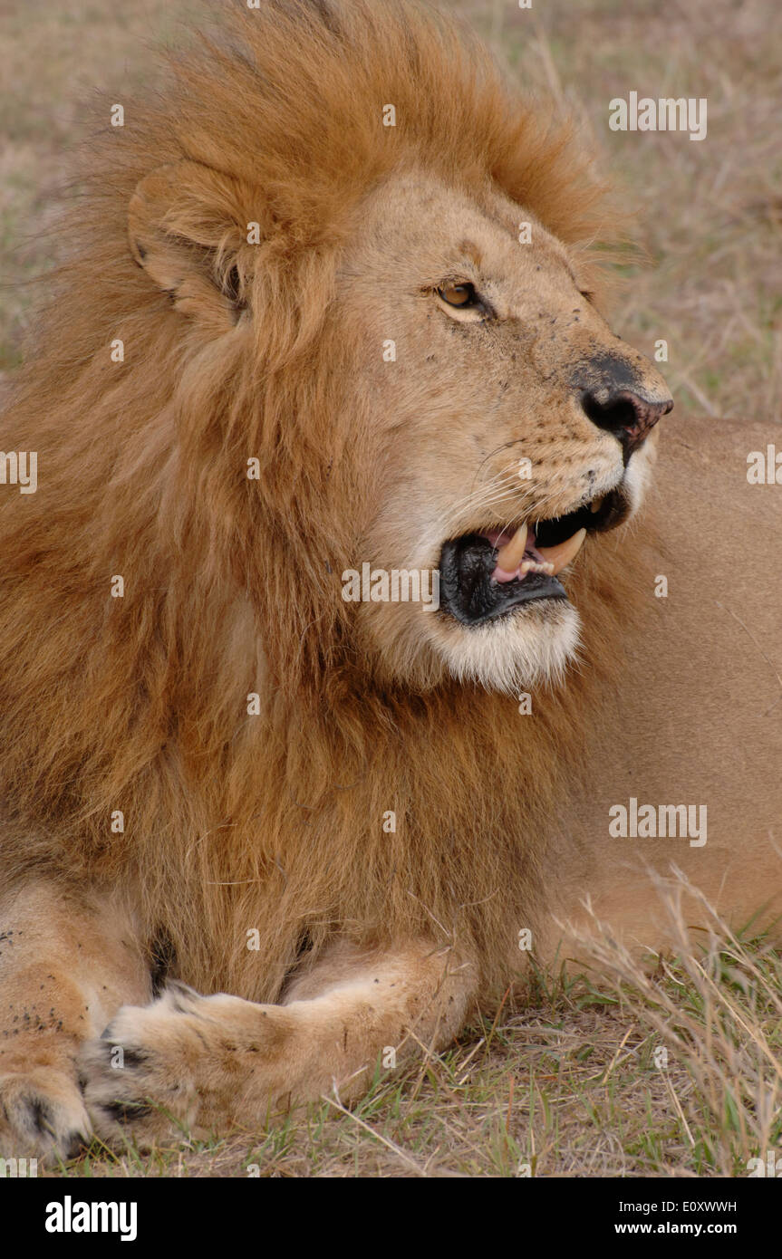 male lion resting on the maasai masai mara plain Stock Photo - Alamy
