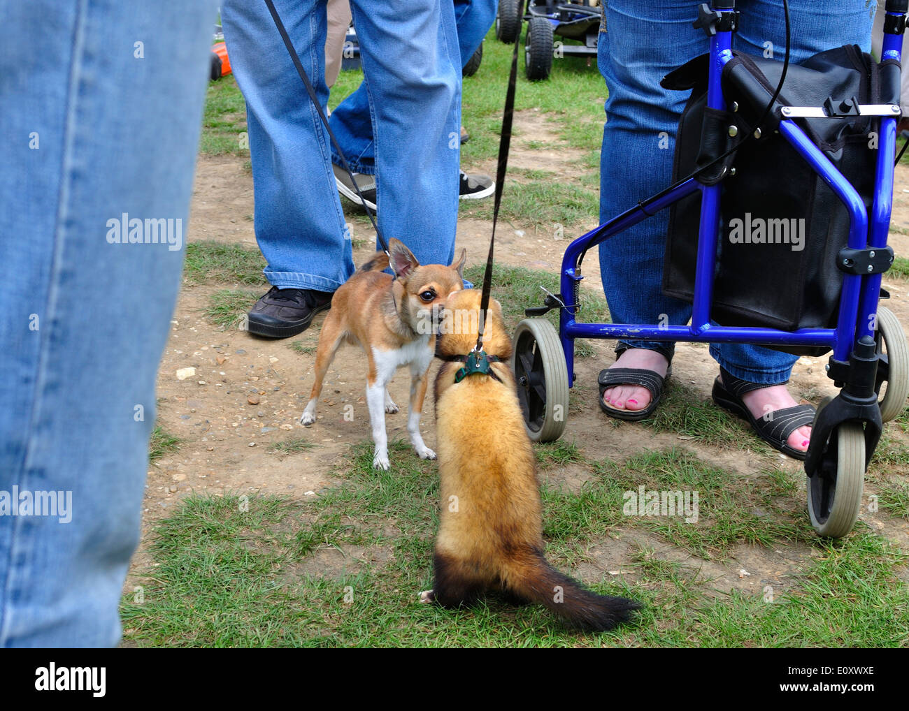 Pet ferret meets small Chihuahua dog at a car boot sale.Lawford,Essex UK Stock Photo Alamy