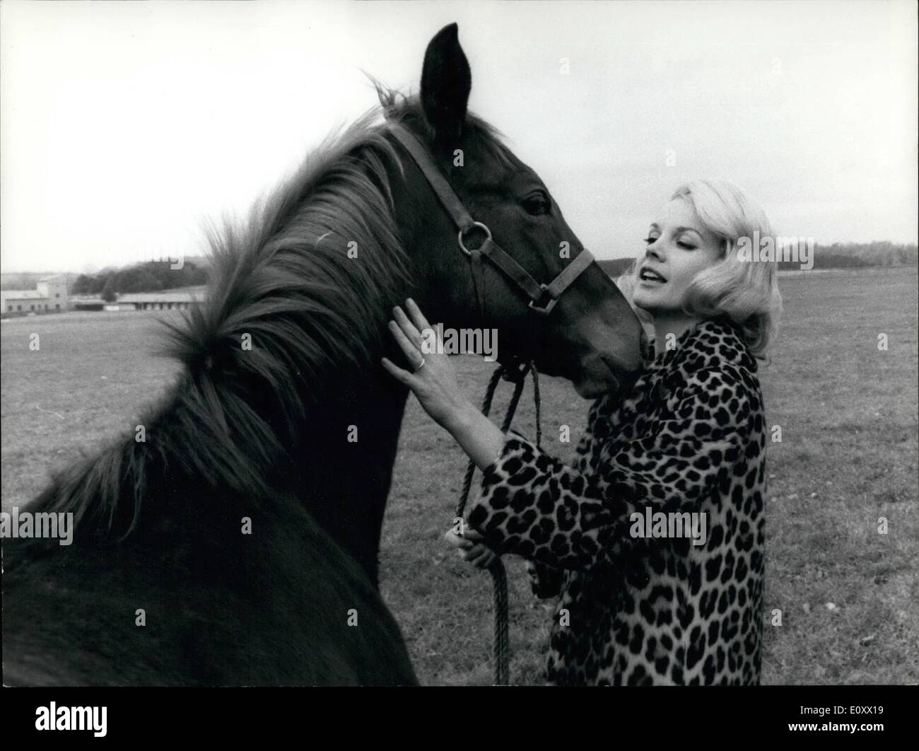 Dec. 12, 1967 - Beautiful blonde American Actress Carroll Barkber, who is in Rome to turn ''Honeymoon'' co-stars French Actor Jean Sorel, visited the Olgiata horse breeding, and got to know son of the famous horse Ribot and of Albertine. It is ''Alberti'' born on May 1967. Photo Shows Blonde Carroll Baker visiting ''Alberiti' Stock Photo