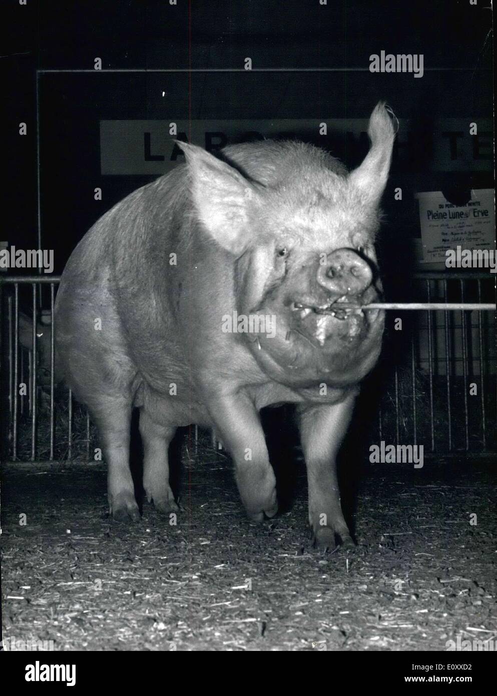 Mar. 04, 1968 - Pig at Paris Porte de Versailles Expo Park Agricultural  Fair .co Stock Photo - Alamy