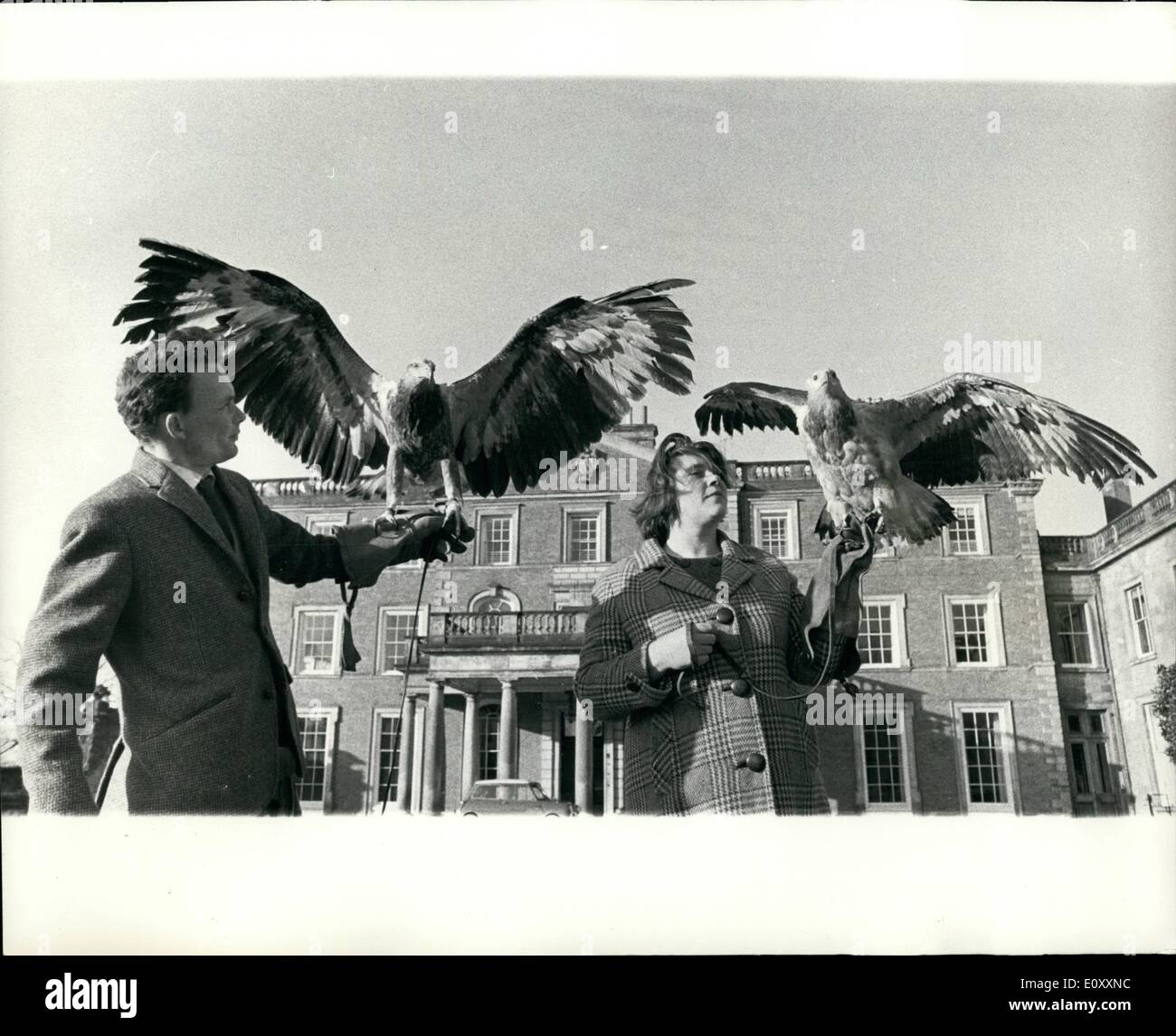 Jan. 01, 1968 - Eagles from Manila have lessons in hunting; Two rare eagles from the Philippines have been sent to ''School'' at Weston Park, Shifnal, Salop, home of hte Karl of Bradford. The bird owned by Mrs. J. Lalos, a game warden in Manila, are being trained by the Earl's Falconer, Mr. Allan Oswald, to hunt from the wrist. Mr. Oswald believes that he is undertaking the first attempt in Britain to train such birds for hunting. ''I will not be handling these birds very differently from others trained for Falconry,'' he said Stock Photo