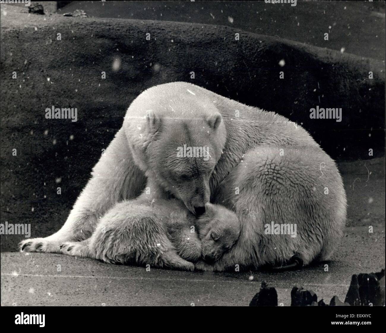 Apr. 02, 1968 - Wintry Conditions at the zoo Pipaluk in the Snow.: Pipaluk, the London Zoo's famous polar bear - snuggles up to Stock Photo