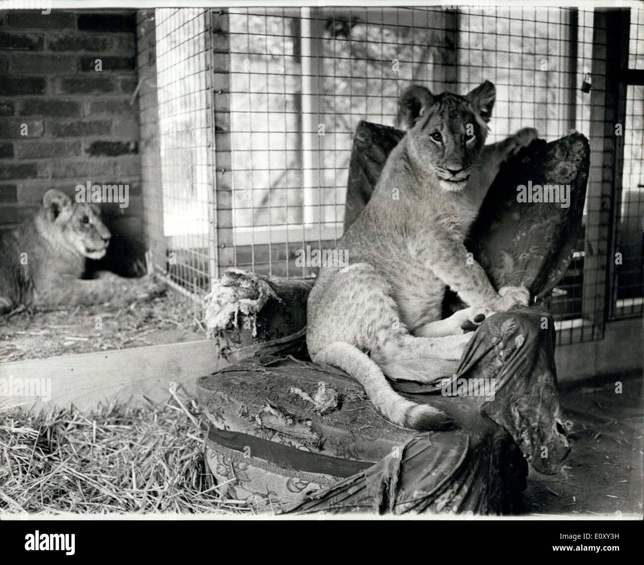 Jan. 19, 1968 - Making Them Feel At Home: The lions in the picture belong to Mrs. Helena Farrar, whose husband runs Colchester zoo, Essex. Mrs Farrar, is fond of lions, When Chinky, now six months and Big Boy, eight months, were born, she kept them in her home, because it was chilly outside, and gave them an armchair to sit in. Now the lions are getting bigger they have been put, with the armchair, in a den built into the house. Chinky sits in it much of the day, looking at Big Boy on the floor, and no doubt wondering why a good - hearted woman like Mrs Stock Photo