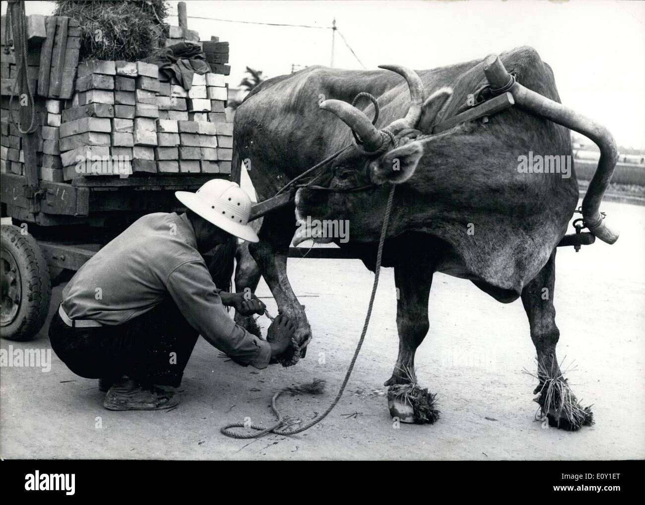 May 07, 1968 - A horsepower of one. This Chinese farmer's day is finally done. When he isn't busy with the water buffalo in the Stock Photo