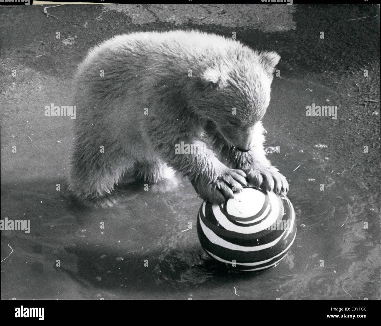Mar. 03, 1968 Pipaluk London Zoo's Polar Bear cub makes his public