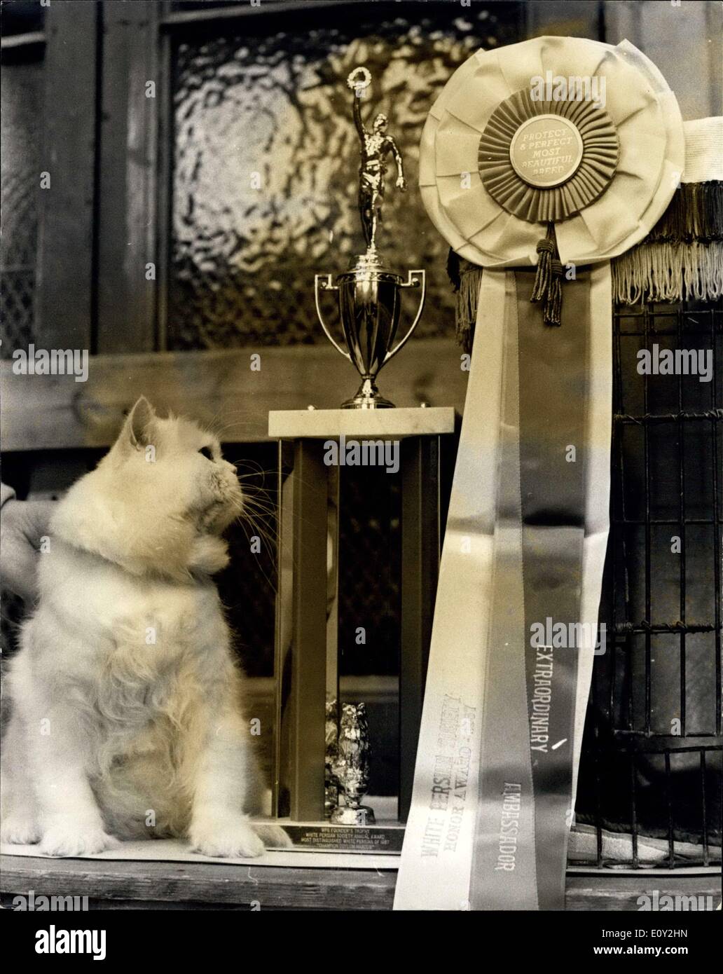Sep. 07, 1968 - Hearts and Middlesex cat show Alexandra Palace proud Marcus Mr. Ambassador extraordinary: At the Herts and Middx Cat Show in Alexandra Palace today one of the cats on show is called Mr. Ambassador extraordinary, Coyeun is three 21 feline years and is the most beautiful white Persian cat in the World. In his teenage years he lapped up most of the titles going. Last year the White Persian Society, which has its headquarters in American made him Ambassador to the US and this year he was made Mr. Ambassador Extraordinary Stock Photo