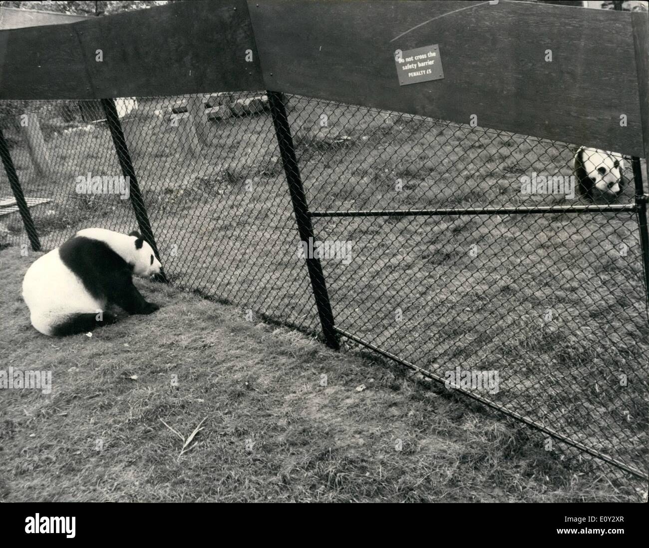 Sep. 09, 1968 - The Continued Courtship of Chi-Chi and An- An: An- An, the Russian giant panda, is at London Zoo to Continue his courtship with the London Zoo's female, Chi-Chi - following their unproductive meeting in Moscow two years ago. They are still separated by a wire fence that divides their Paddock. A Zoo official said''''We cannot tell yet when the fence can be opened so that that can get at closer quarters.'' Picture Shows: An-An, the Russian giant Panda, on left- looks on as Chi-Chi turna away with apparent disinterest. Stock Photo