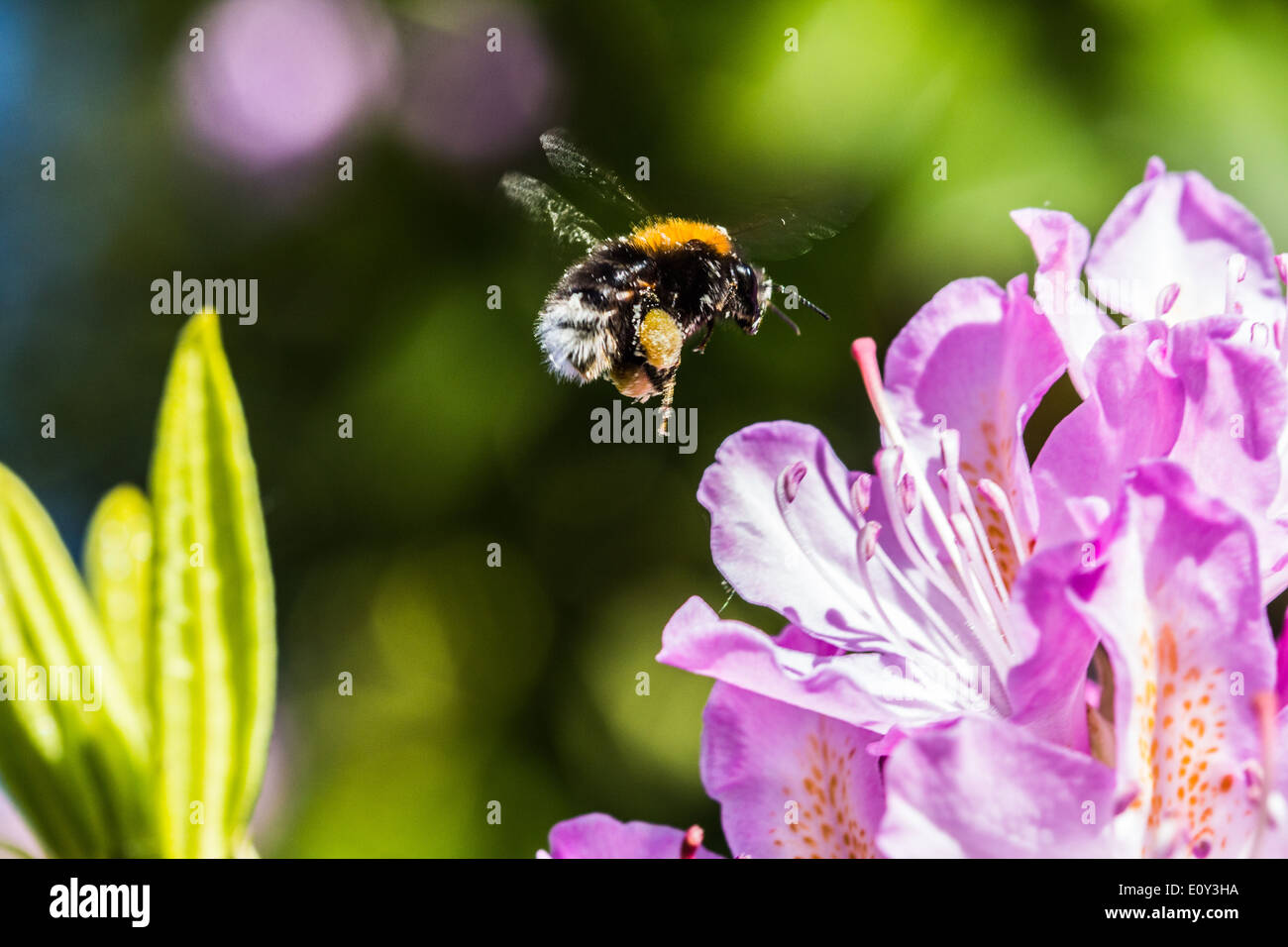 Bumble bee pollen sac hi-res stock photography and images - Alamy