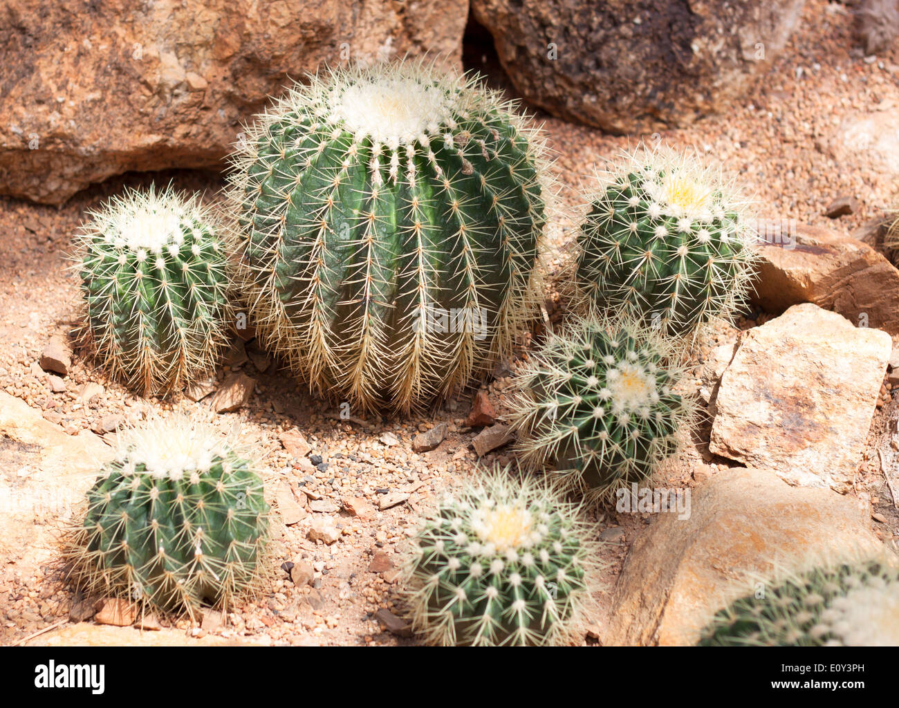 Cactus flower Ornamental plants Plants tolerate heat Stock Photo