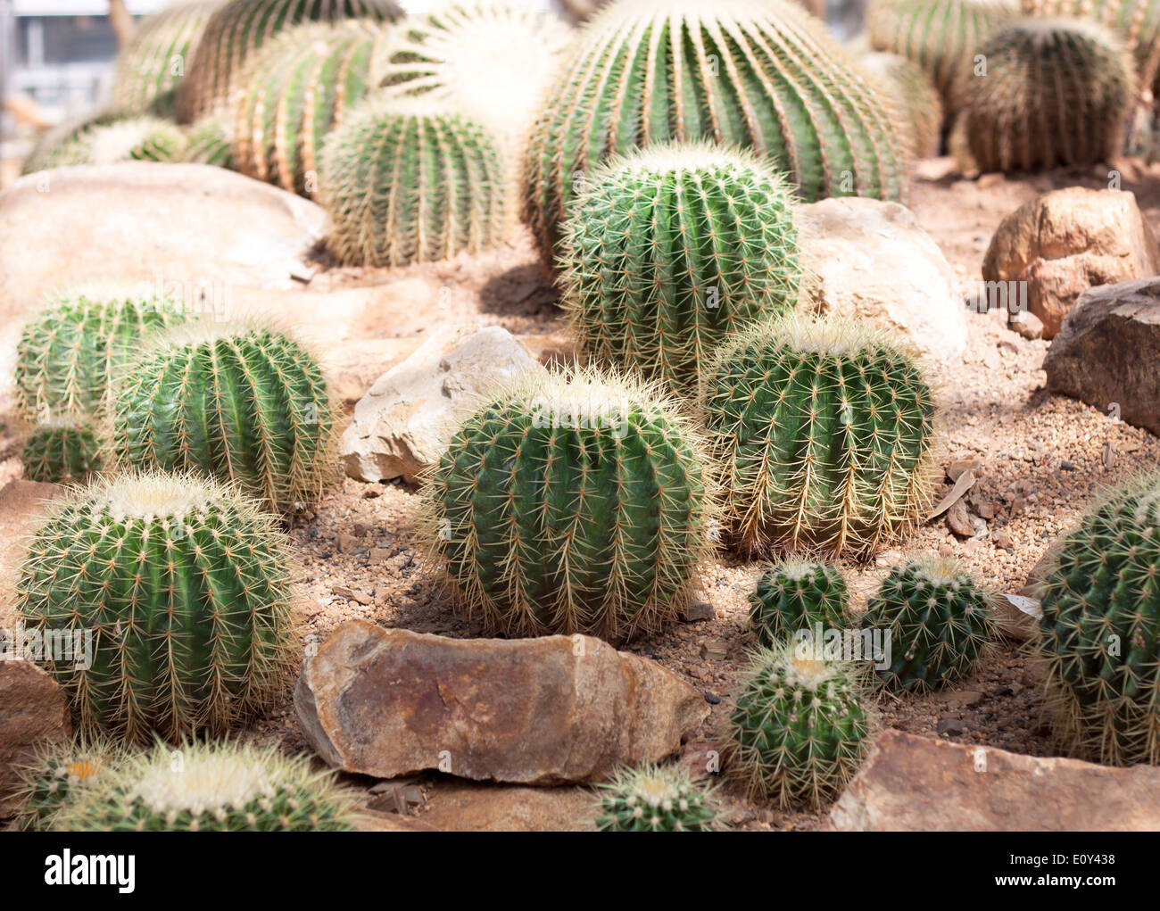 Cactus flower Ornamental plants Plants tolerate heat Stock Photo