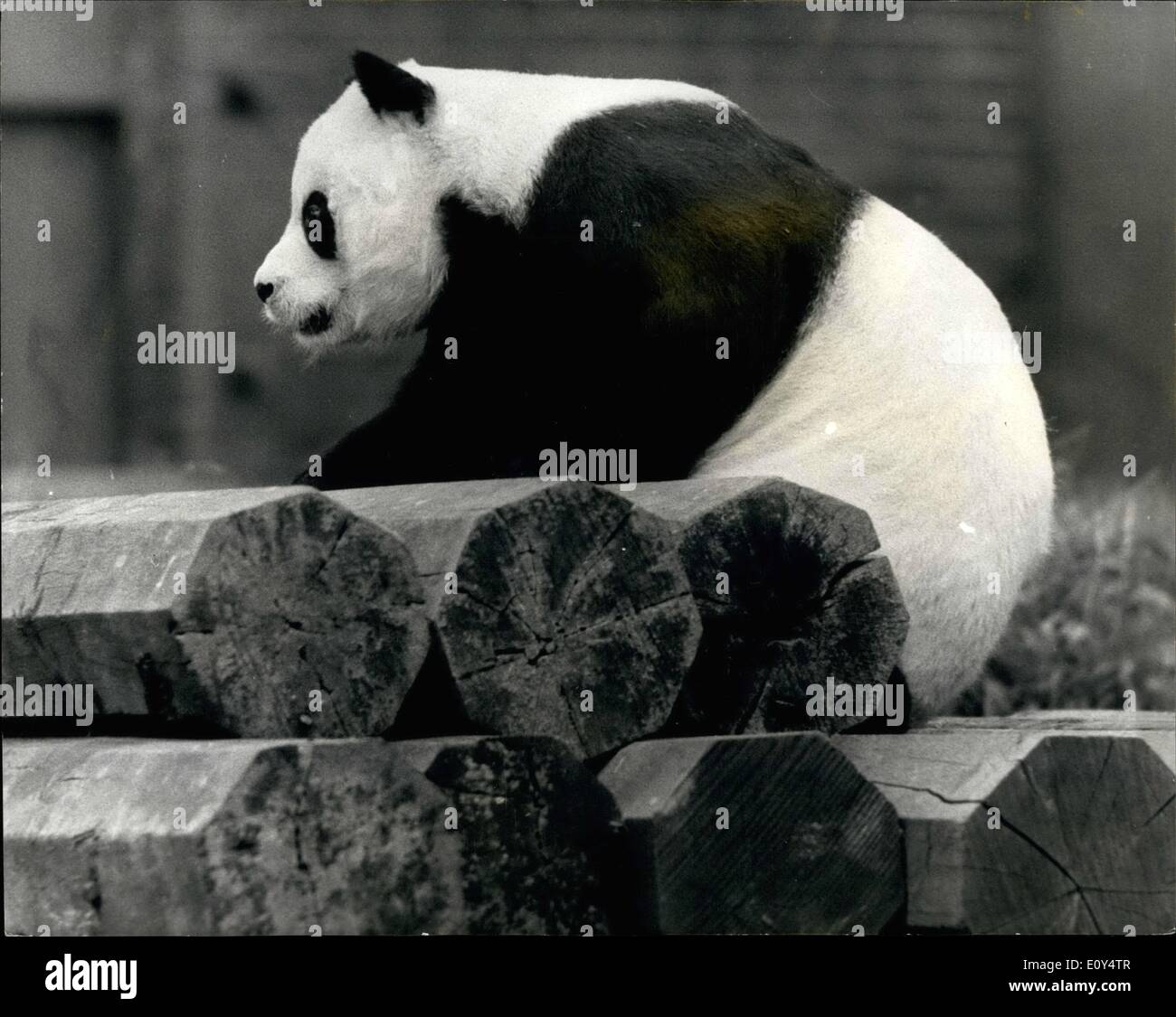 Aug. 08, 1968 - Will Chi-Chi Changer Her Mind?: Russia's giant panda, An-An is due to arrive in London on August 30- for a second meeting with Chi-Chi the London Zoo's female giant panda. who rejected An-An's advances when they were brought together for mating in Moscow Zoo two years ago.Photo Shows Chi-Chi pictured today in her spacious new paddock at London Zoo. Stock Photo