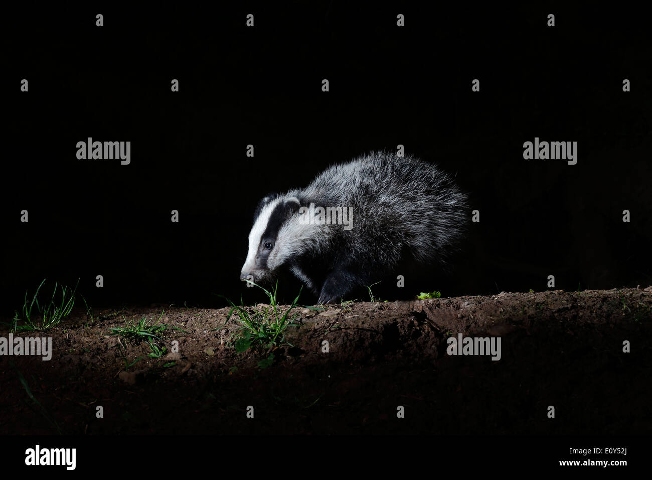 Badger, Meles meles, single mammal at set, Warwickshire, May 2014 Stock Photo