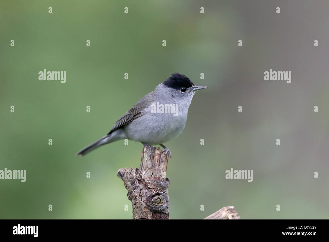 Blackcap, Sylvia atricapilla, single male on branch, Warwickshire, May 2014 Stock Photo