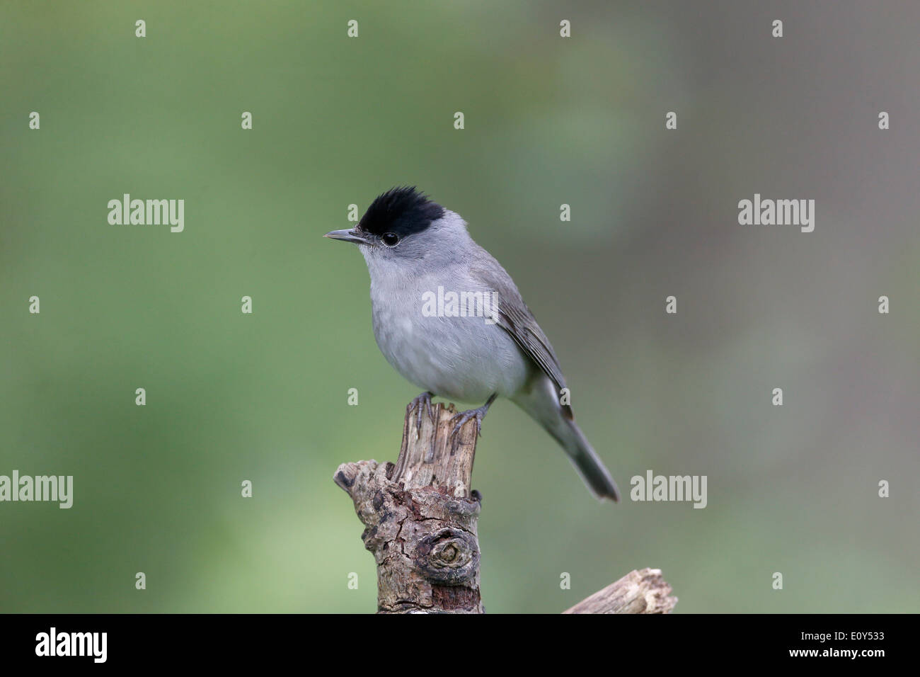 Blackcap, Sylvia atricapilla, single male on branch, Warwickshire, May 2014 Stock Photo