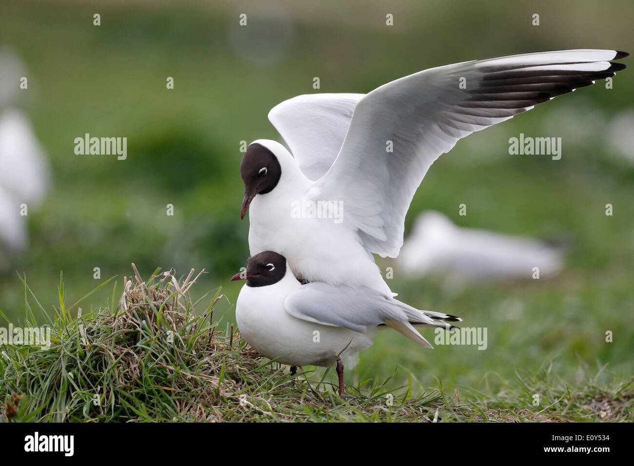 Black-headed gull, Larus ridibundus, two birds mating, Northumberland, May 2014 Stock Photo