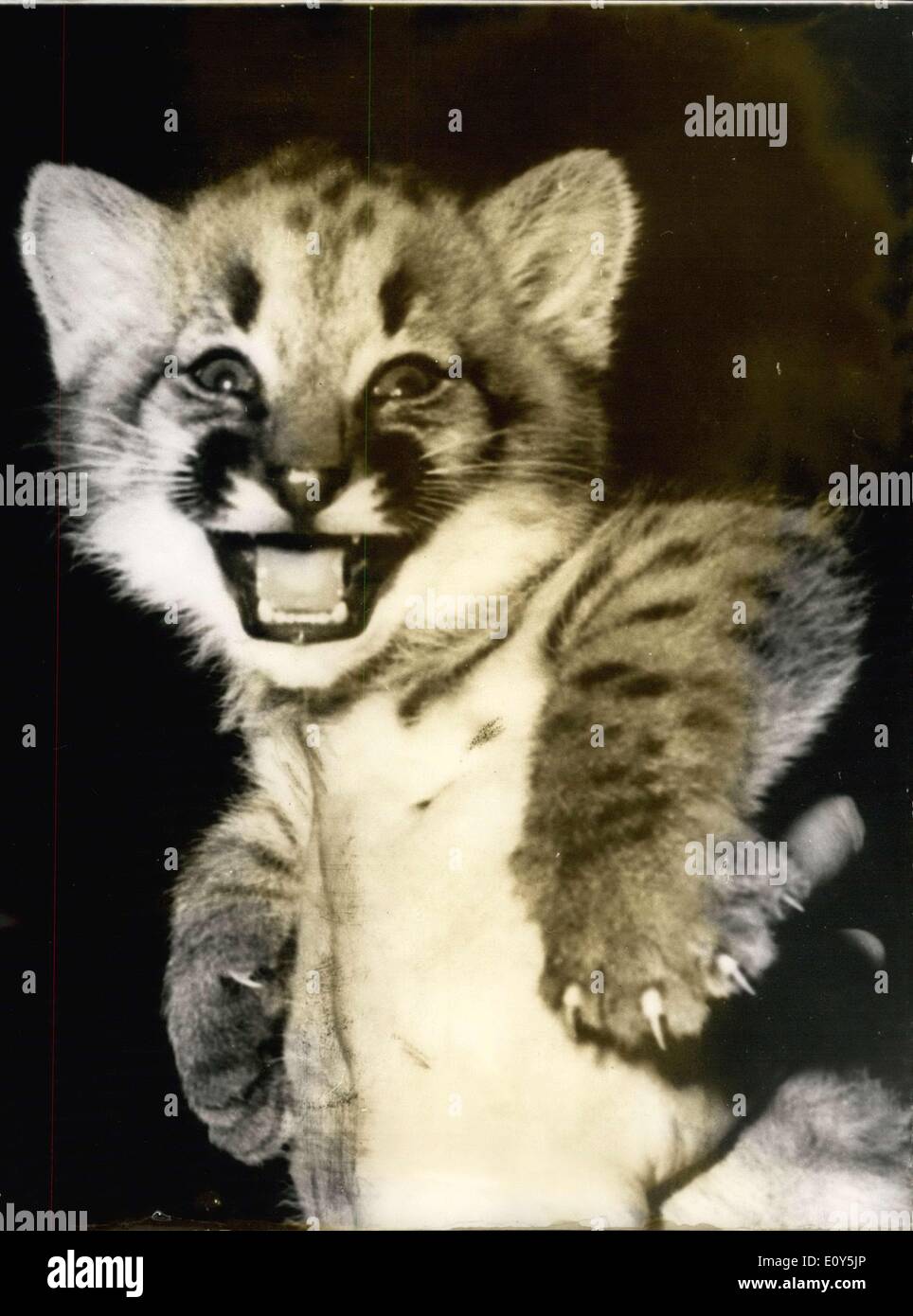Feb. 21, 1969 - Smile Please!: Photo shows This little Puma, born four weeks ago at Zurich Zoo, provided photographers with this delightful expression. Who says animals can't laugh! Stock Photo