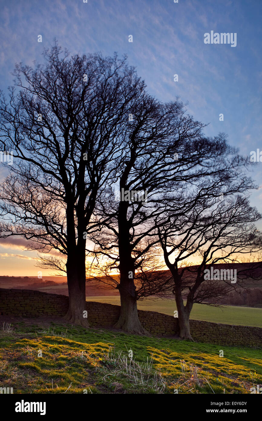 A view of Beech trees silhouetted against a dawn sky in the North York Moors National Park Stock Photo