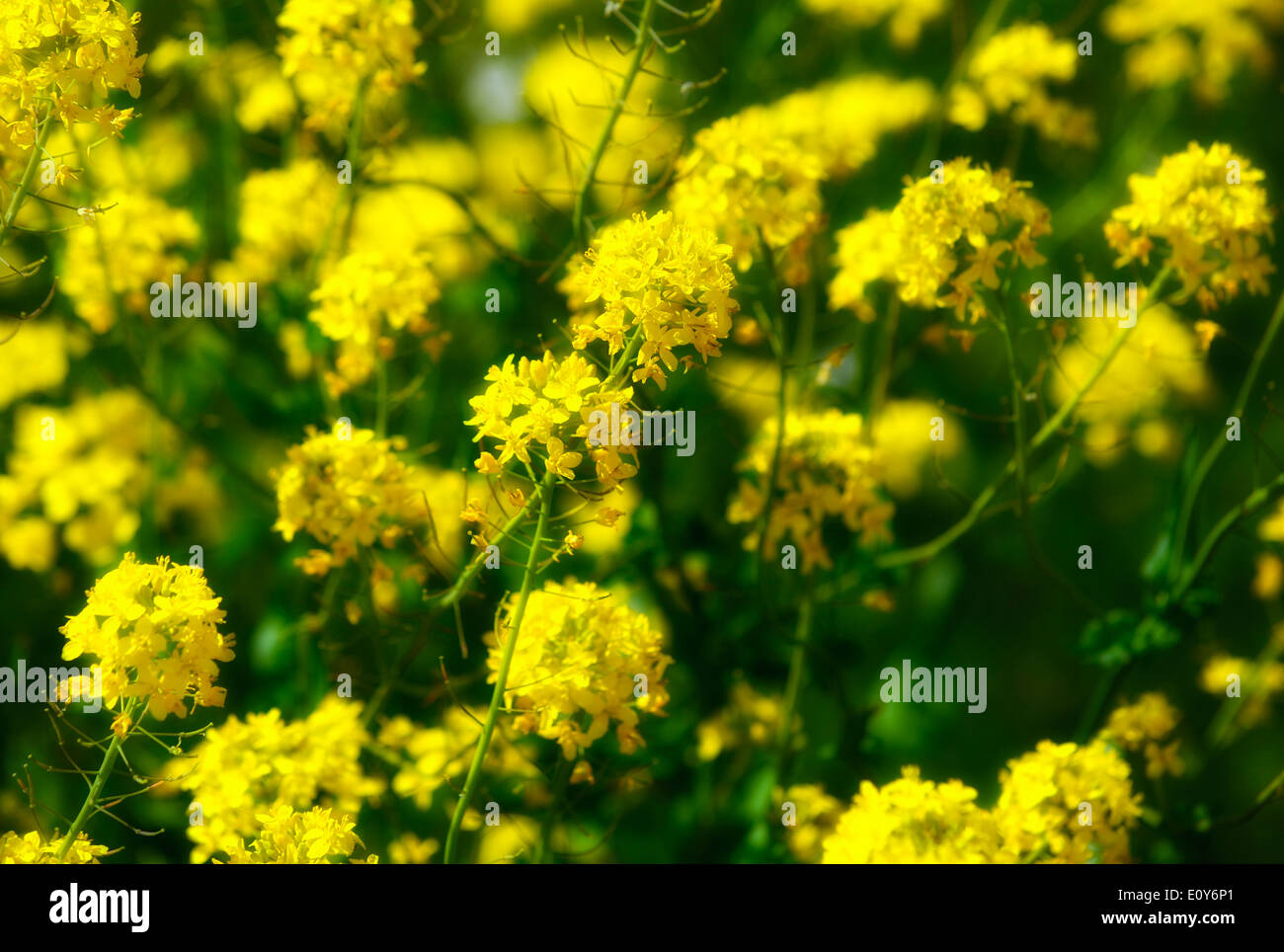 Wild Yellow Flowers In British High Resolution Stock Photography And Images Alamy