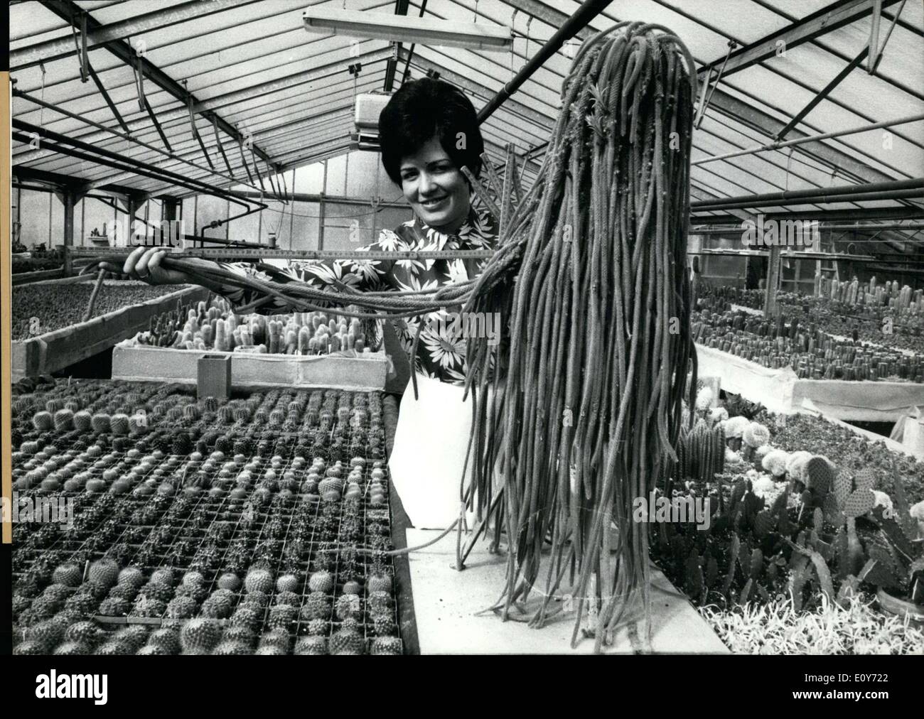 Mar. 17, 1969 - Pictured is a cactus grower in Kriftel near Frankfurt. The cactus is ''Aporocactus flagelliformis'' one of the largest of the cacti. Stock Photo