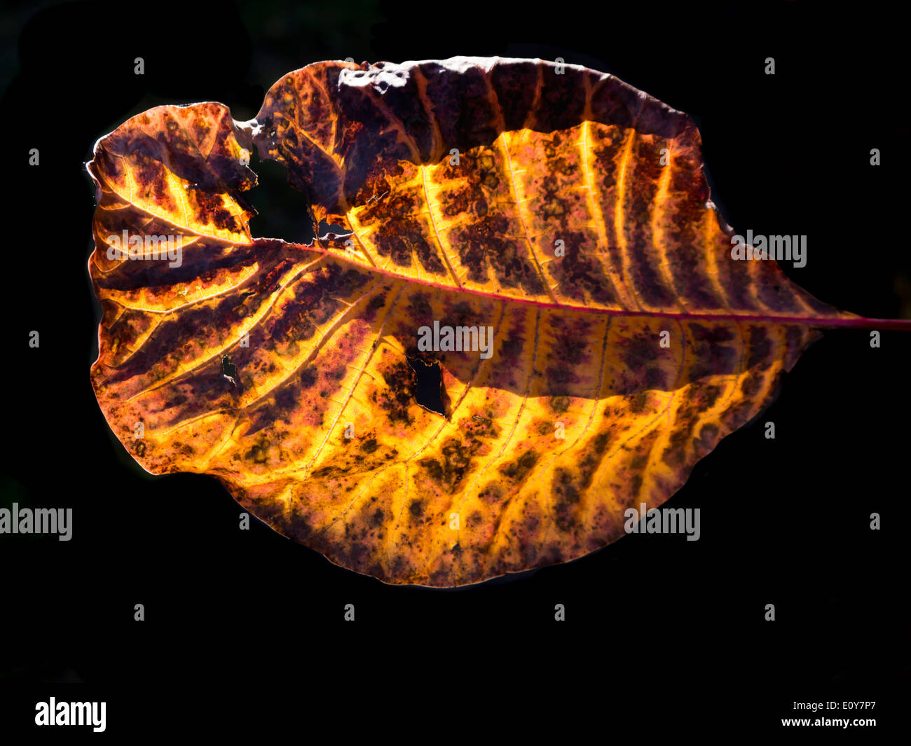 Autumn leaves Cotinus Grace Stock Photo