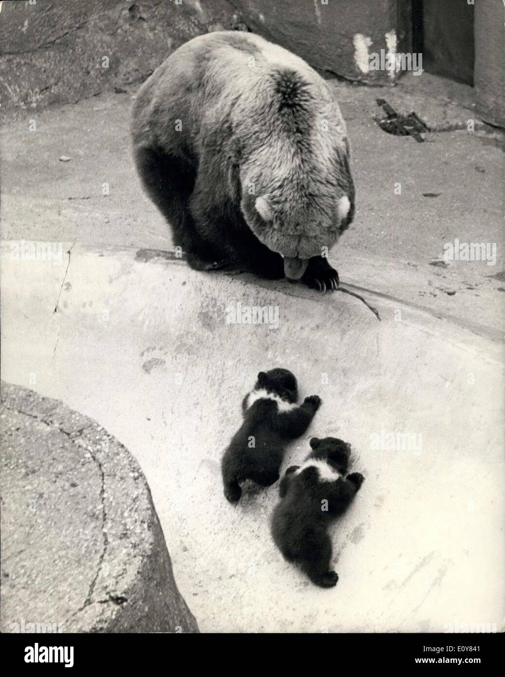 Apr. 12, 1969 - Debut For Rare Kodiak Bears At Whipanade: Out in the spring air for the first time today at the whipanade Zoo two male Kodiak Bear Cubs who were born on the 21st of January The bear cubs are called Duba and Reya, names of Icelandic Towns. The cubs are dark brown with white Collars and weight about 18 lbs. The parents are Wilma and Wilbur who are six years old ans came originally from Detroit Zoo,. This is their first litter of Cubs. and the third litter to be bred successfully at Whipanade Zoo, and in the whole if Britain Stock Photo