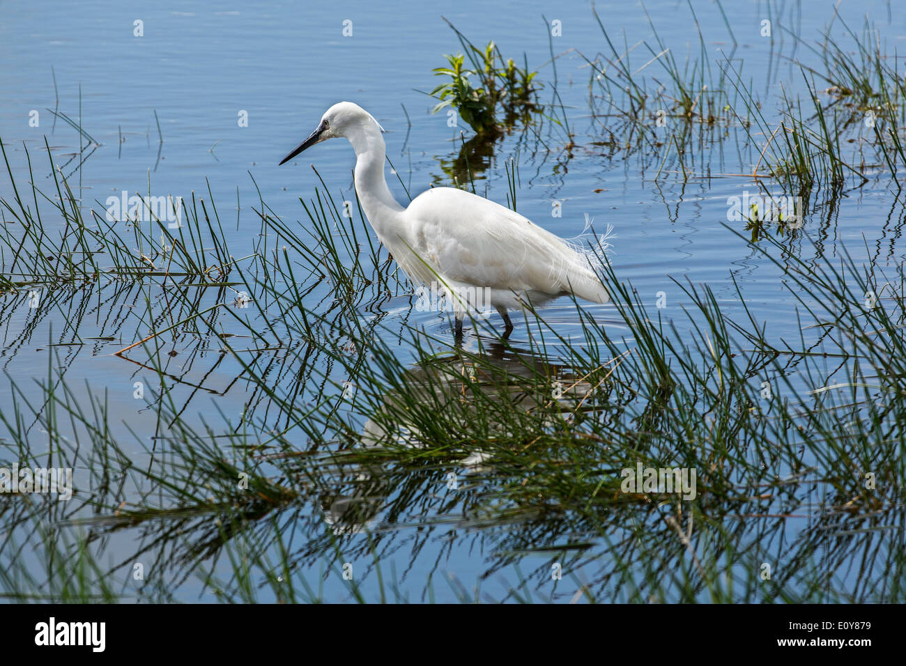 Little egret (Egretta garzetta) in lake in the nature reserve Parc du Marquenterre. Bay of the Somme, Picardy, France Stock Photo