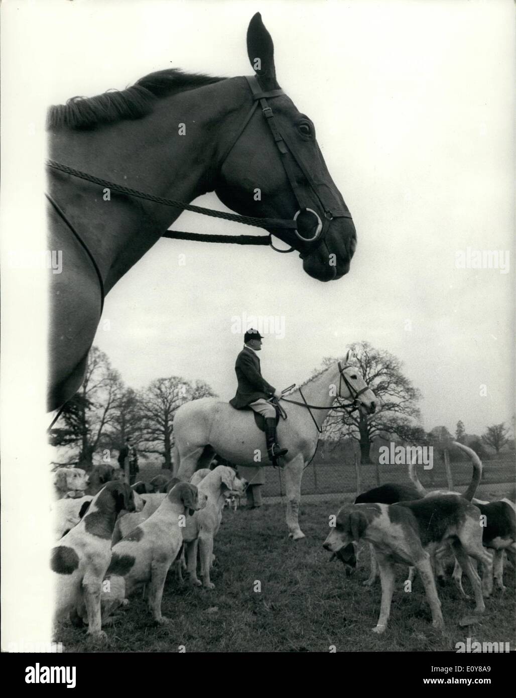 Feb. 01, 1969 - February 1st 1969 The Enfield Chace Foxhounds move off from Broxbourne School Herts. The Enfield Chace Foxhounds meet this morning at Broxbourne School for Girls, in Broxbourne, Herts. Giving the girl pupils a grand opportunity to see the colourful turn-out of the hunt meet. Photo Shows: The picturesque view showing some of the hounds and a huntsman before the move off this morning. Stock Photo