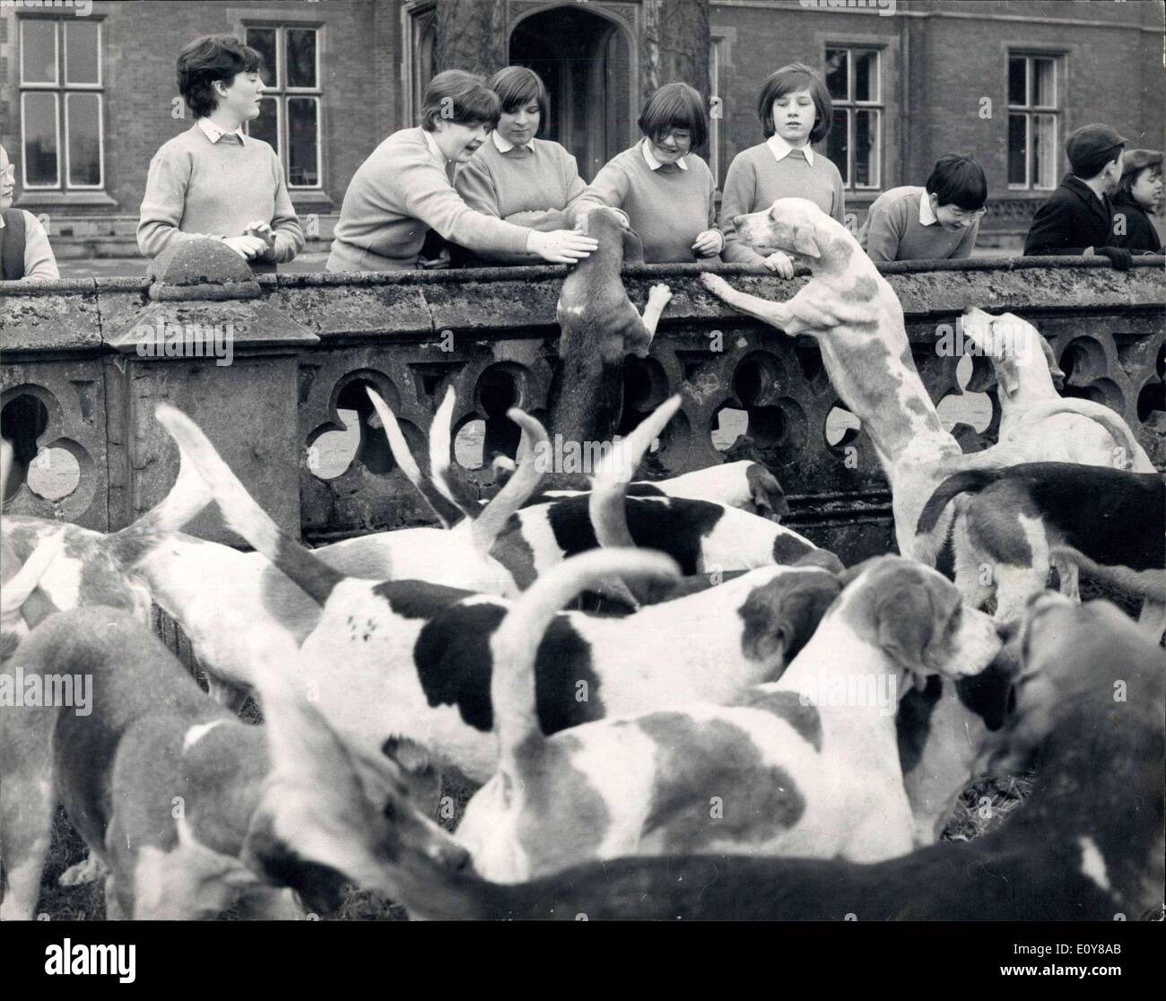Feb. 01, 1969 - The Enfield Chace Foxhounds move off from Broxbourne School Herts ? The Enfield Chace Foxhounds meet this morning at the Broxbourne School for Girls in Broxbourne, Herts, giving the pupils a grand opportunity to see the colourful turn-out of the hunt meet. Photo Shows: The hounds get friendly with some of the girls at the Broxbourne girls school this morning before moving off. Stock Photo