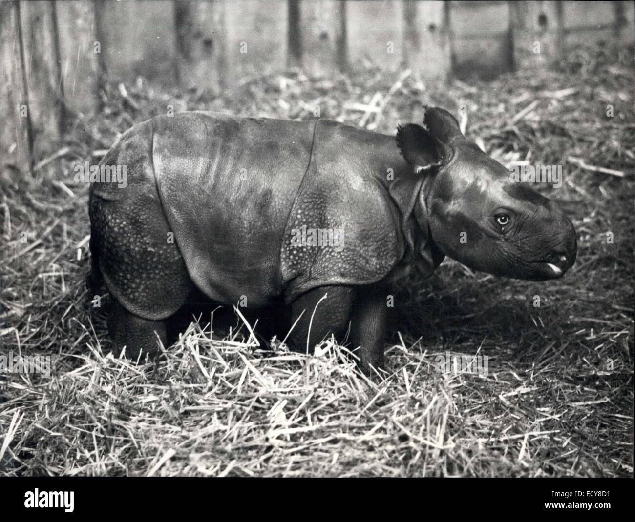 May 01, 1969 - Remarkable Rhinoceros - breed in the Zoological Garden of Basel : Photo shows The ten days old male baby. It is this the ninth blood in the zoo of Basel. Stock Photo