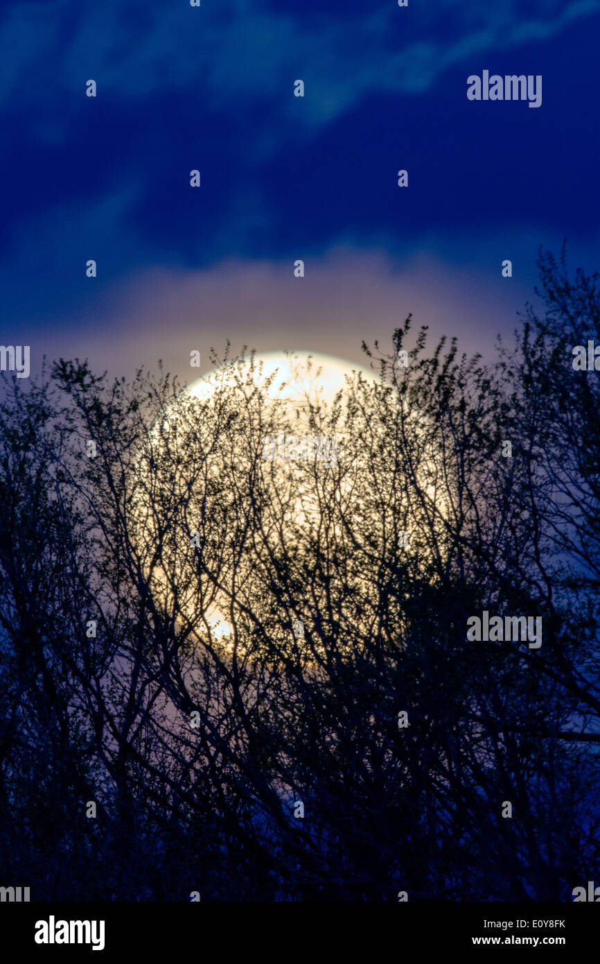 Full moon rising through tree branches over Rocky Mountains, Salida, Colorado, USA Stock Photo