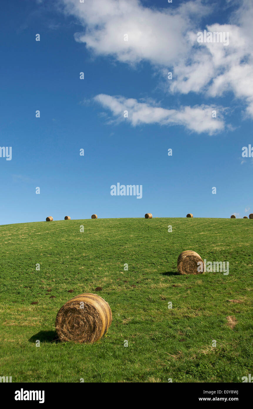 Hay bales in a green field with blue sky Stock Photo - Alamy